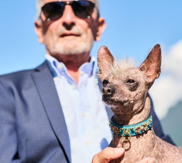 Dog wearing MAYADORO High Jewelry Dog Collar in turquoise with pavé-set gemstones and 14k gold