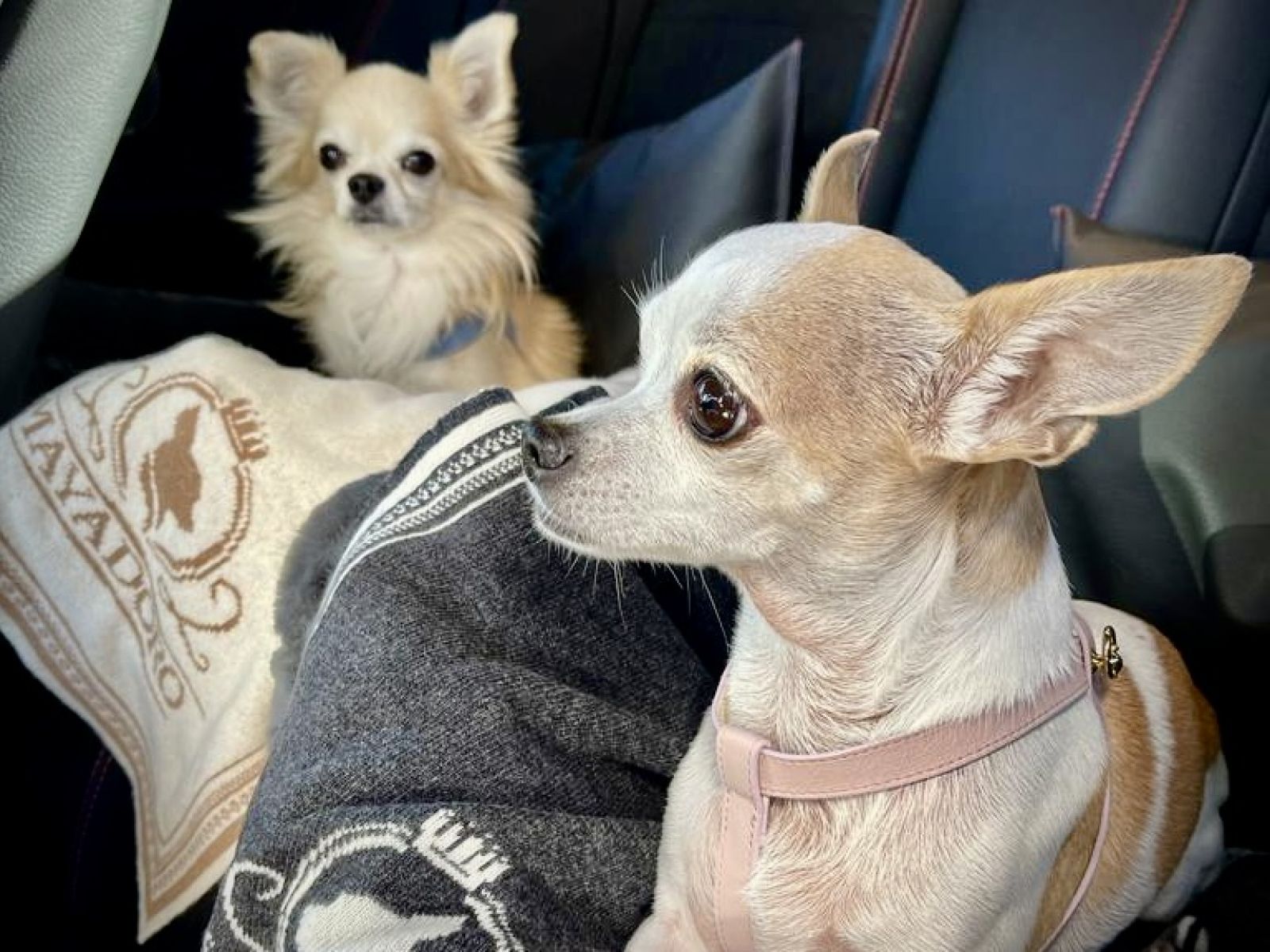 Image of Chihuahuas resting on luxurious cashmere dog blankets made with Italian cashmere by MAYADORO.