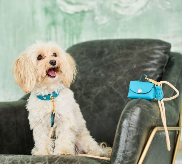 Small dog with turquoise MAYADORO collar, short Velvet leash and matching Mini-Bag on chair