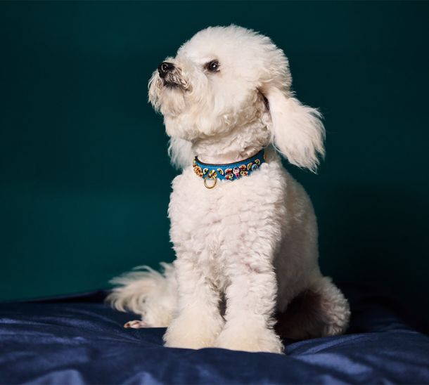 Image featuring an elegant white poodle adorned with the luxurious MAYADORO High Jewellery Dog Collar, crafted with 14k gold and embellished with 170 gemstones including diamonds, sapphires, rubies, and emeralds.