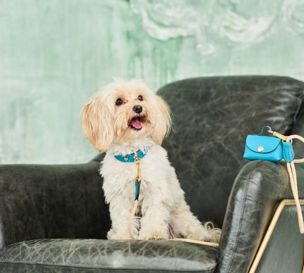 Image of a small dog wearing a luxurious MAYADORO set including a turquoise dog collar with gold and diamond charms, matching leash, and mini bag, all made with the finest Italian leather, crafted in Italy.