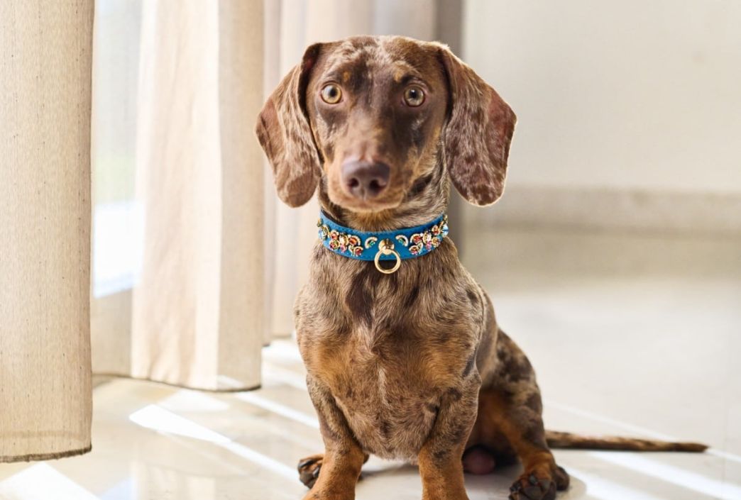 Merle Dachshund wearing MAYADORO High Jewelry Dog Collar in turquoise with gemstones