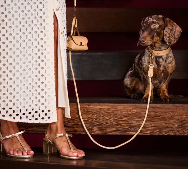 Dachshund with MAYADORO beige collar, velvet leash and mini bag – charms in 14k gold, diamonds, sapphires
