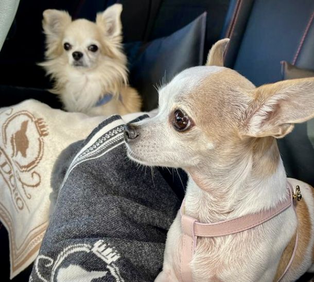 Image of Chihuahuas resting on luxurious cashmere dog blankets made with Italian cashmere by MAYADORO.