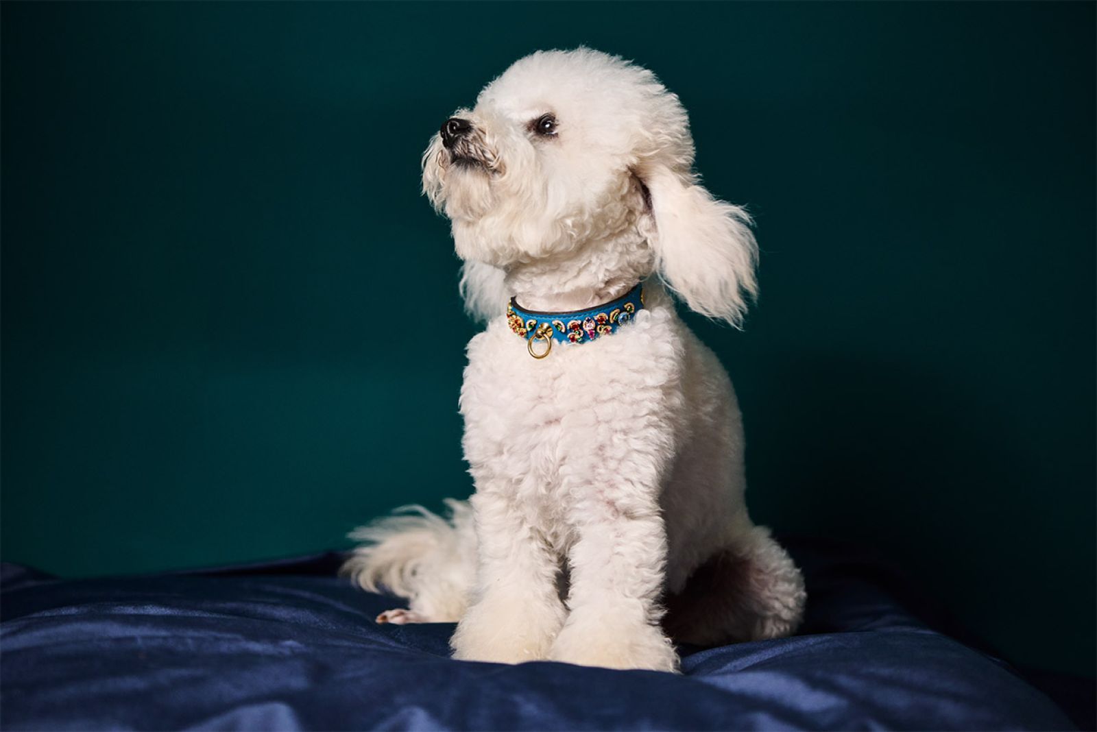 Image featuring an elegant white poodle adorned with the luxurious MAYADORO High Jewellery Dog Collar, crafted with 14k gold and embellished with 170 gemstones including diamonds, sapphires, rubies, and emeralds.