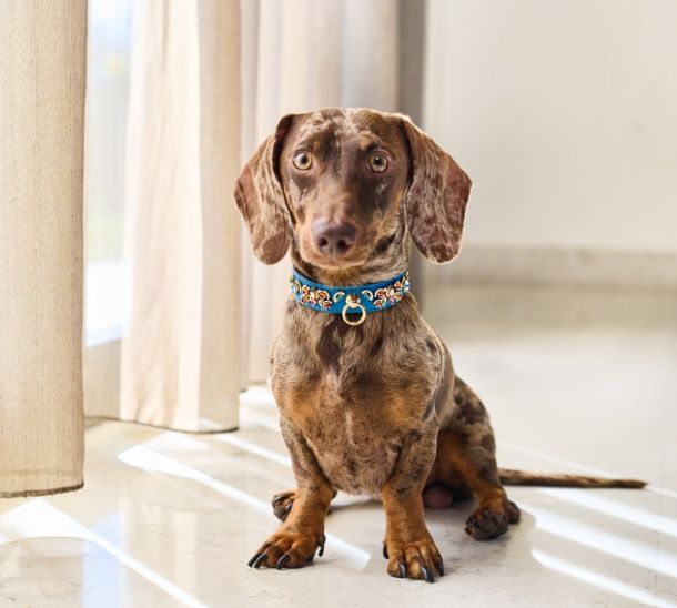 Merle Dachshund wearing MAYADORO High Jewelry Dog Collar in turquoise with gemstones