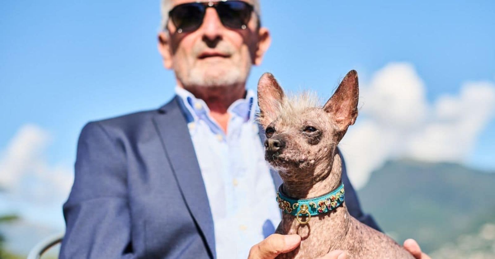 Dog wearing MAYADORO High Jewelry Dog Collar in turquoise with pavé-set gemstones and 14k gold