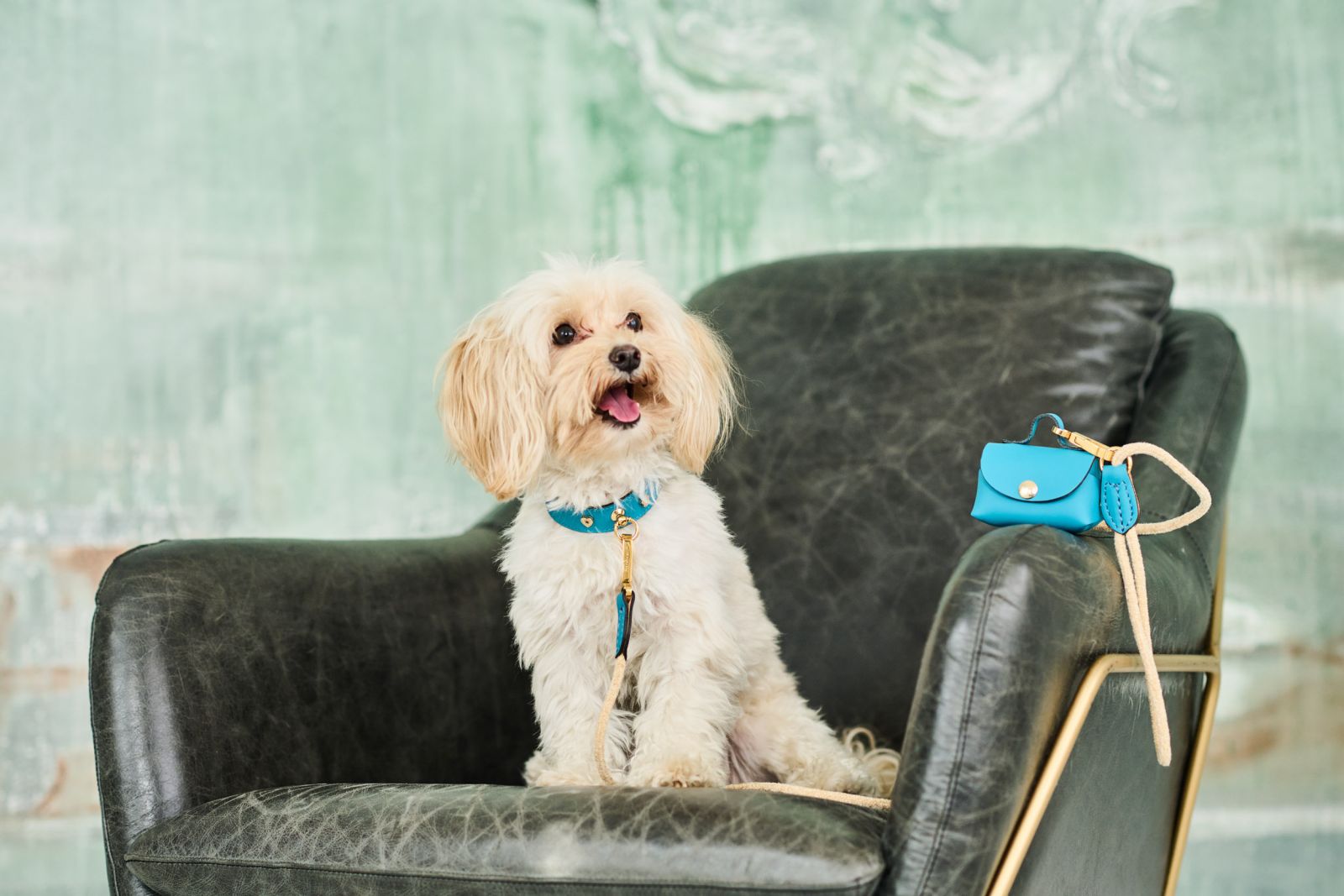 Image of a small dog wearing a luxurious MAYADORO set including a turquoise dog collar with gold and diamond charms, matching leash, and mini bag, all made with the finest Italian leather, crafted in Italy.