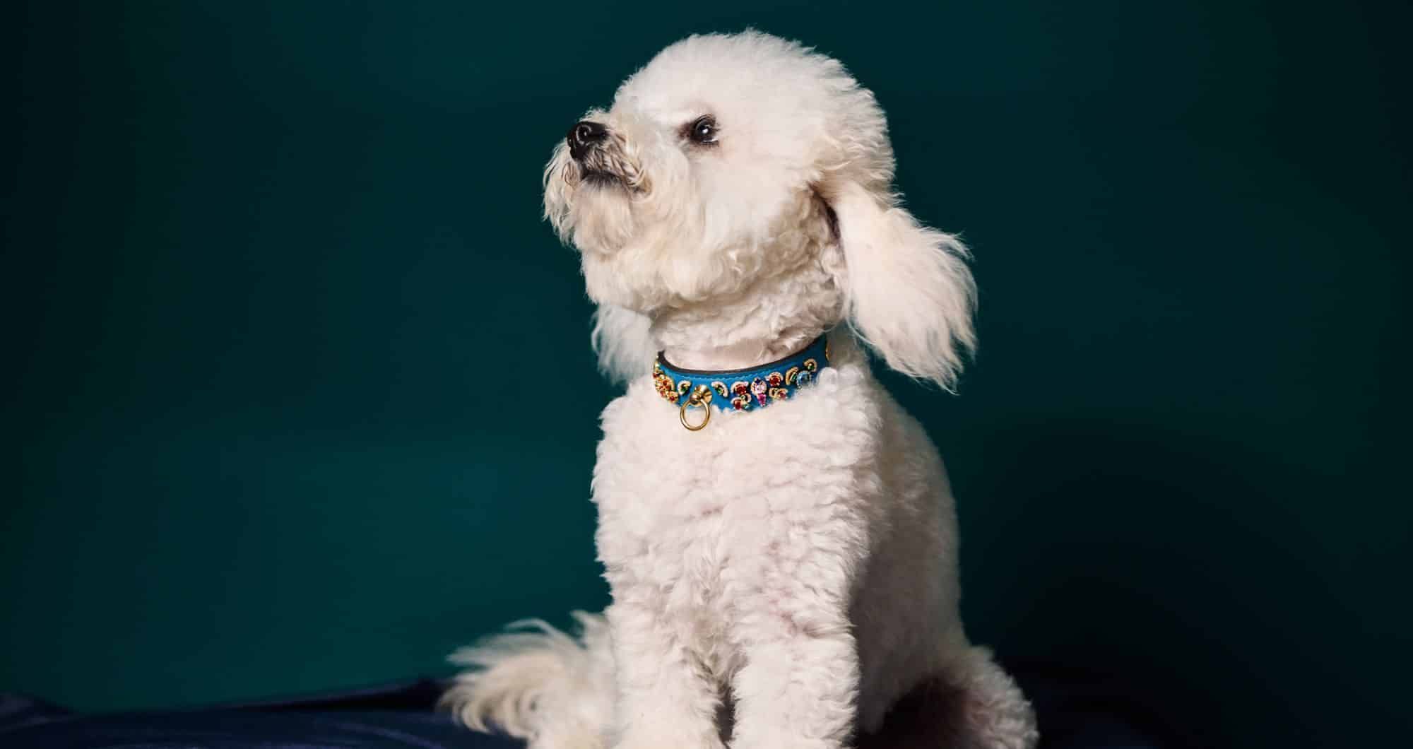 Small white dog wearing a bespoke diamond dog collar by MAYADORO – a tribute to love in its purest form.
