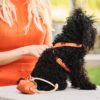 mage of toy poodle wearing Designer MAYADORO set: Harness with 14k gold diamond charms, matching leash, and dog waste holder in orange.