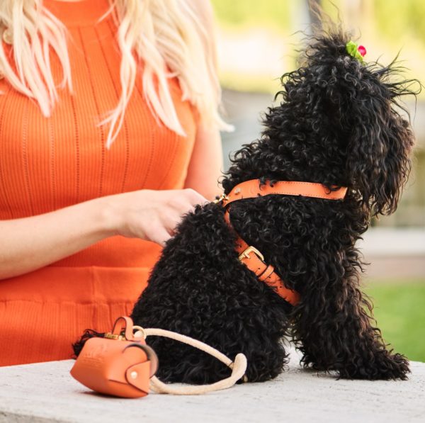 mage of toy poodle wearing Designer MAYADORO set: Harness with 14k gold diamond charms, matching leash, and dog waste holder in orange.