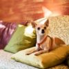 Chihuahua with orange MAYADORO harness on green cushion, resting on patterned designer sofa
