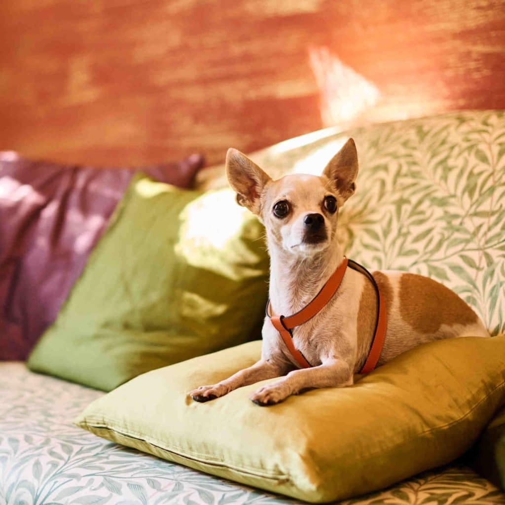 Chihuahua with orange MAYADORO harness on green cushion, resting on patterned designer sofa