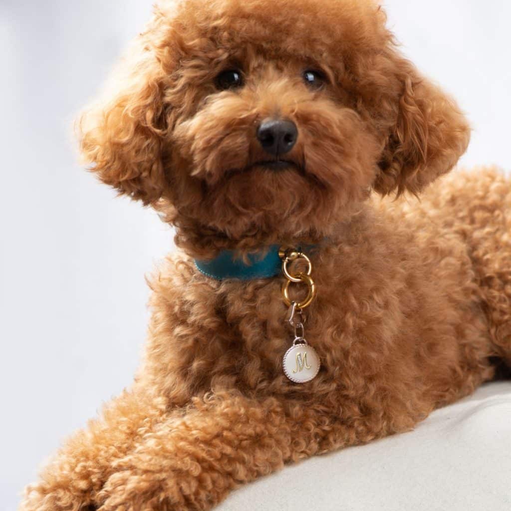 Dog with MAYADORO Dog ID Tag in silver, pavé diamonds and letter M charm