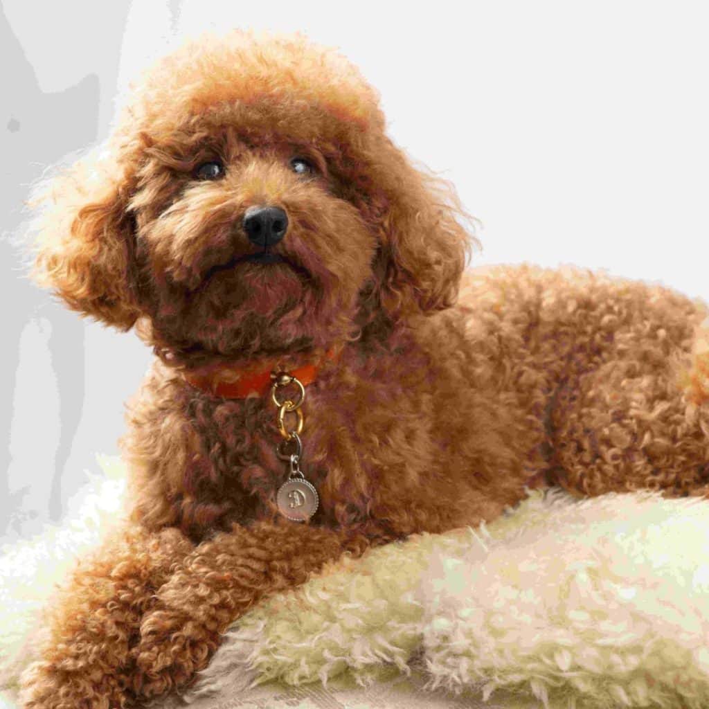 Small dog wearing MAYADORO Dog ID Tag in silver with diamonds and heart-shaped carabiner