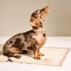 Dachshund on beige MAYADORO cashmere blanket. Comfort and elegance in timeless Italian design