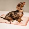 Dachshund on orange MAYADORO cashmere blanket – a symbol of comfort, elegance and connection