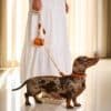 Dachshund with MAYADORO orange collar, velvet leash, and Mini-Bag - elegance in motion