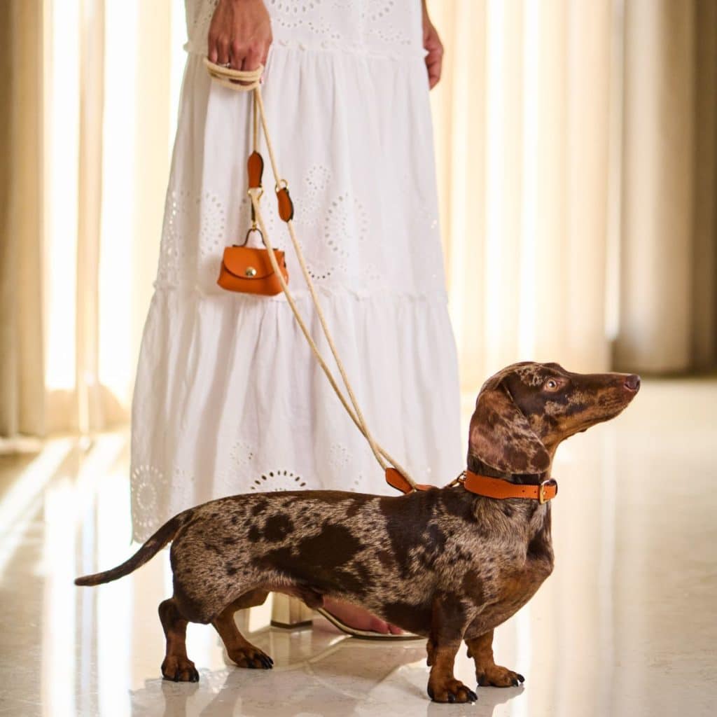 Dachshund with MAYADORO orange collar, velvet leash, and Mini-Bag - elegance in motion