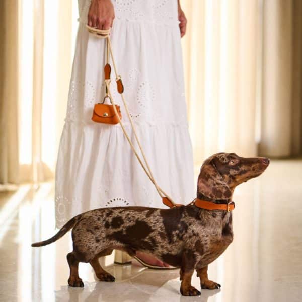 Dachshund wearing MAYADORO Signature Dog Collar with long Velvet Leash and matching Mini-Bag in orange.