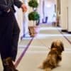 Dog on MAYADORO long beige velvet leash, walking beside an elegant man through hotel hallway