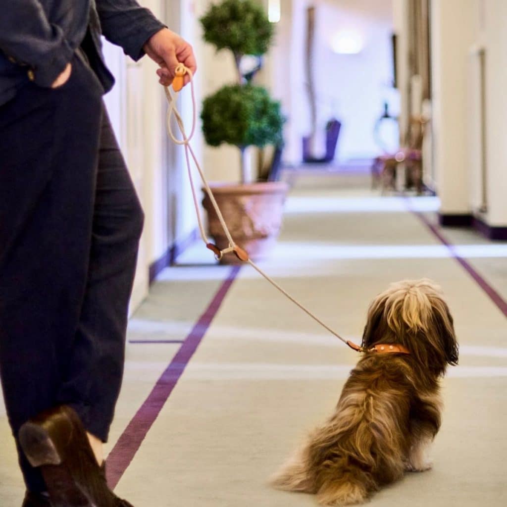 Dog on MAYADORO long beige velvet leash, walking beside an elegant man through hotel hallway