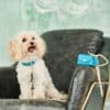 Small dog with turquoise MAYADORO collar, short Velvet leash and matching Mini-Bag on chair