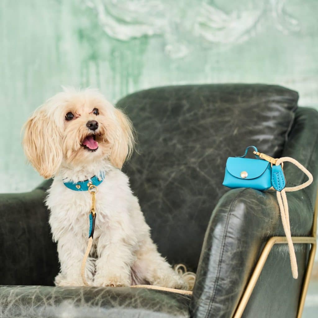 Small dog with turquoise MAYADORO collar, short Velvet leash and matching Mini-Bag on chair