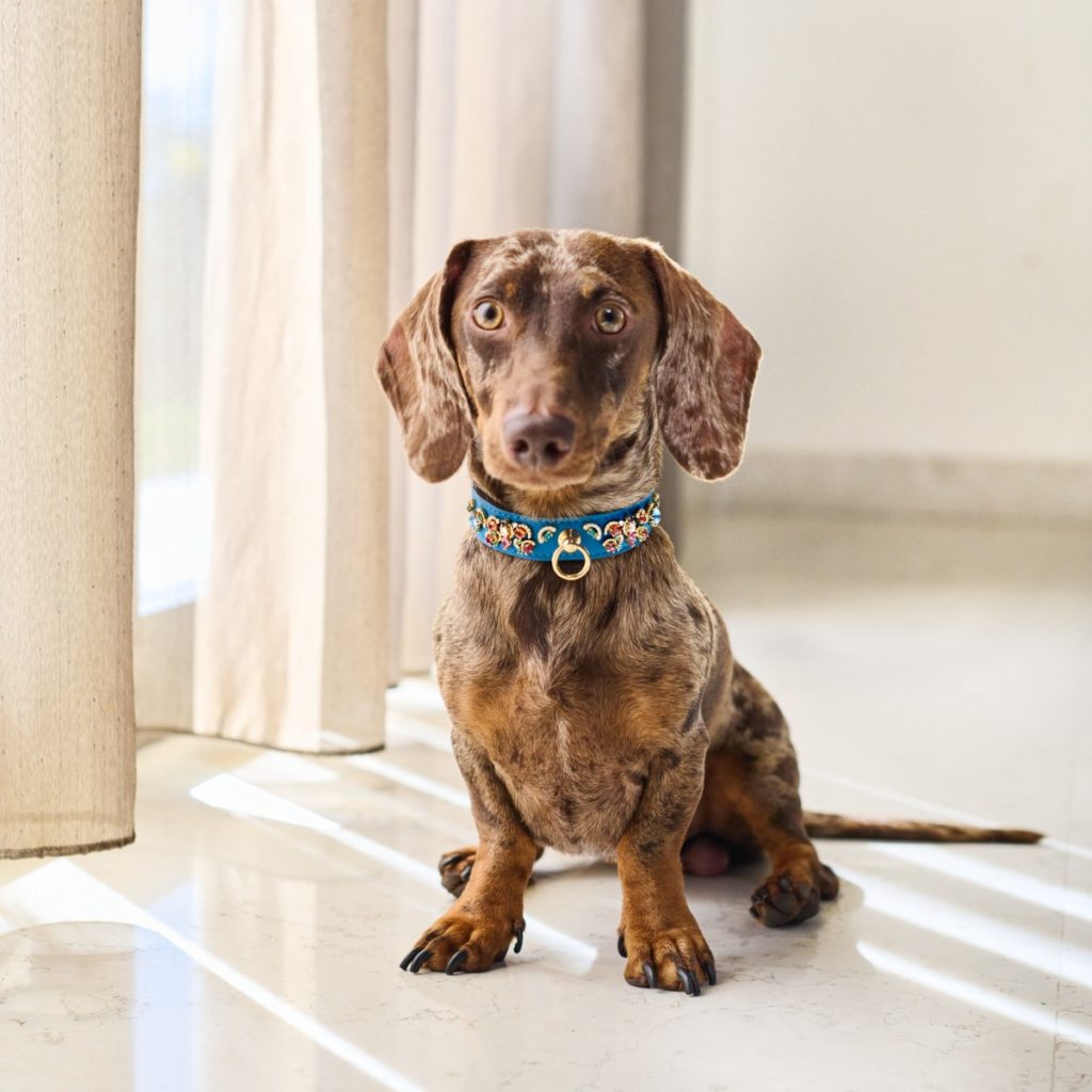 Dachshund wearing a handcrafted high-end dog collar in a domestic setting