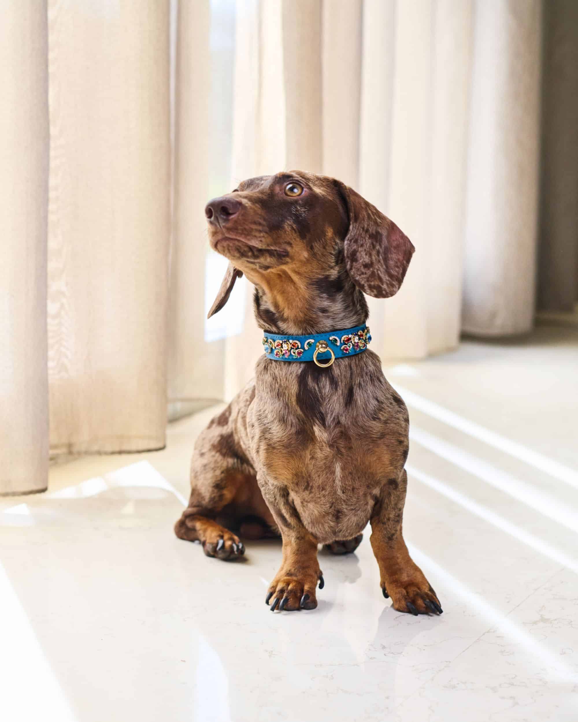 Dachshund wearing a real diamond dog collar handcrafted by MAYADORO