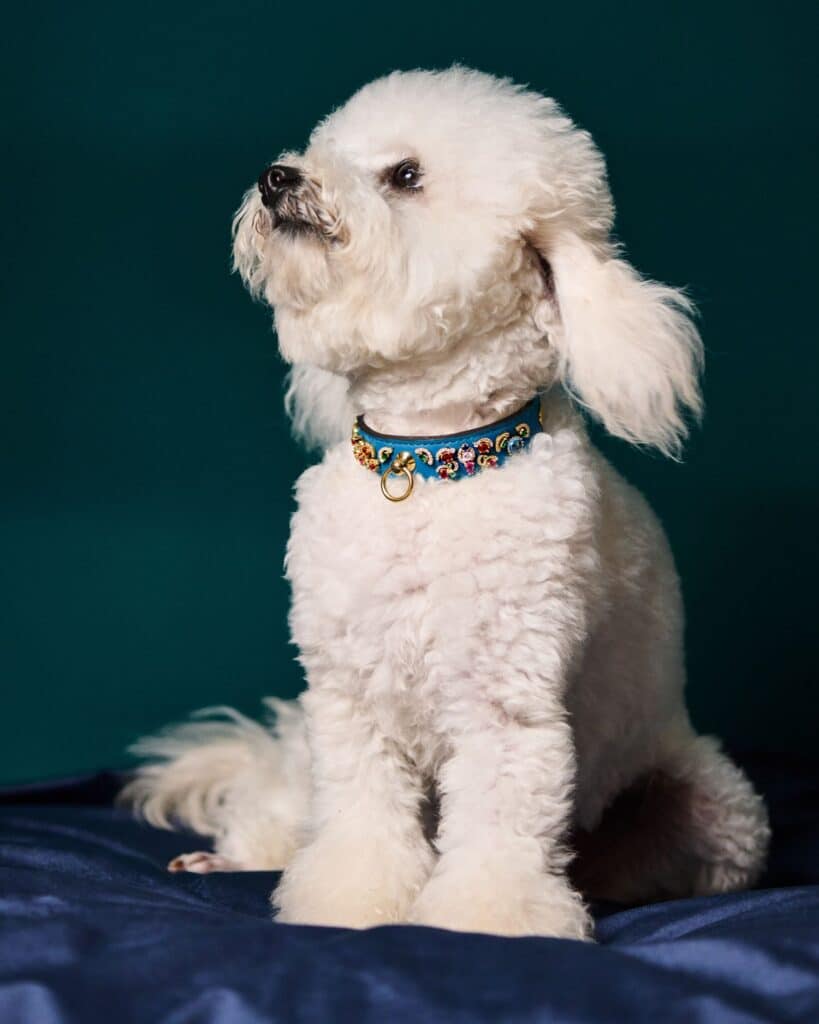 Small dog wearing a real diamond dog collar